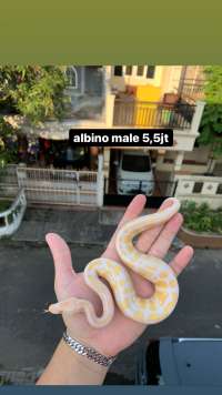 ball python albino