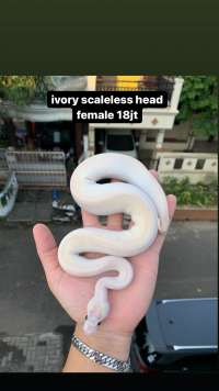 ivory scaleless head fema
