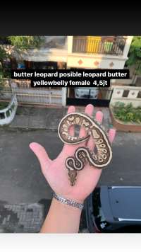 leopard butter pos yb fem