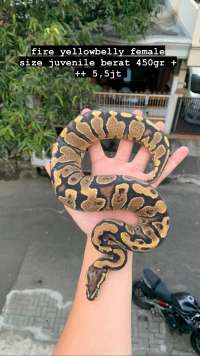 female ball python yellow
