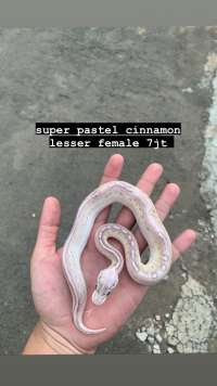 female ball python sterli