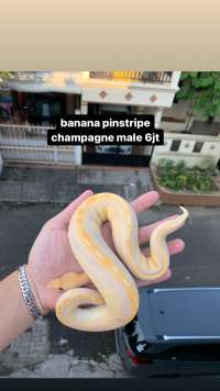ballpython banana champag