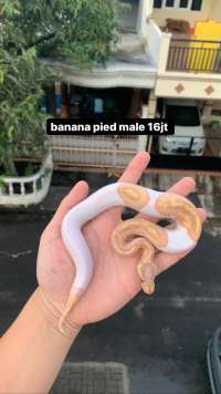 pied banana ball python