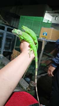 Iguana Green Colombia size 45-50cm