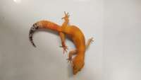Super Hypo Tangerine Carrot Tail