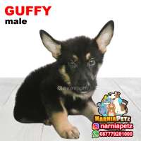 GUFFY (Herder/German shep