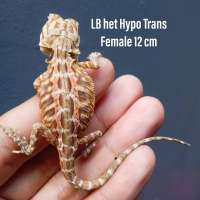 LB het Hypo Trans