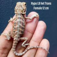 Hypo LB het Trans