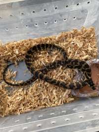 carpet python baby