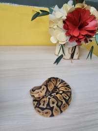 Ball Python Pastel GHI (Male)