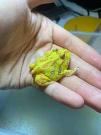 albino pacman frog