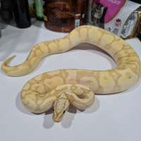 Male Ball Python Banana Pastel Enchi