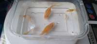 Ikan guppy AFP (albino full platinum) siap bread 3.5 bulanA
