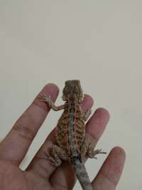 Bearded Dragon Red Hypo #