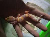 Baby gecko usia 1-3bulan