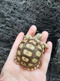 SULCATA TORTOISE BABY BULET DOME KODE A5