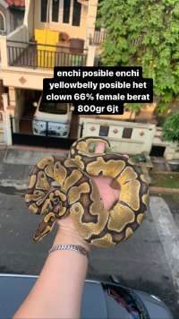 female ball python enchi posible enchi yellowbelly