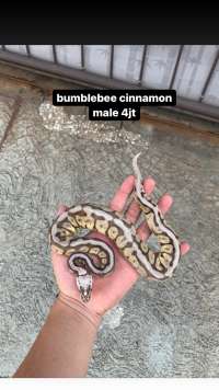 Ball python bumble bee cinnamon