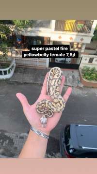 Ball python yellowbelly super pastel fire