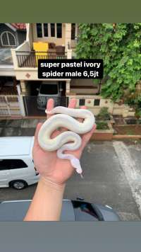 ball python ivory super pastel spider