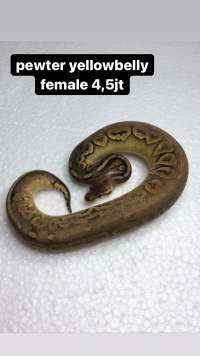 female ball python pastel cinnamon yellowbelly