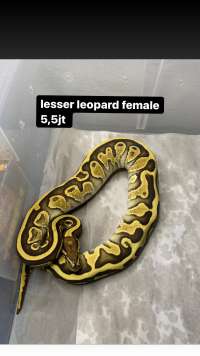 female ball python lesser leopard juvenile