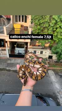 female ball python calico enchi