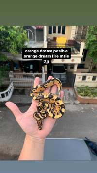 ball python orange dream pos od fire