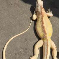 Iguana albino