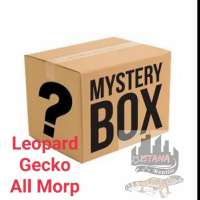 Mystery box Leopard gecko All morp