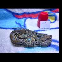 Retic/reticulatus python bacan kode rrdp 0003