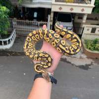 ball python mojave pastel posible mojave pastel yellowbelly/ specter