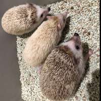 Landak Mini (Hedgehog)