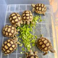 Sulcata tortoise 7-8 cm