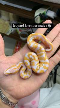 ball python lavender albino leopard