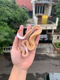 Ball python female pied banana