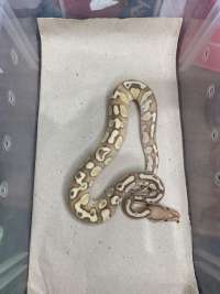 ball python banana lesser