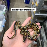Ball python female orange dream