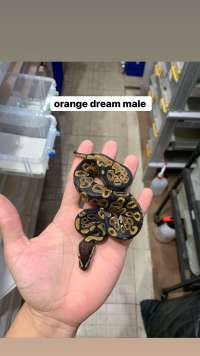 ball python orange dream