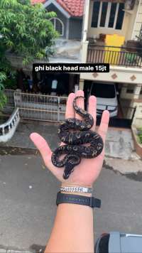 ball python black head ghi
