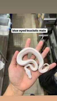 ball python blue eyed leucistic