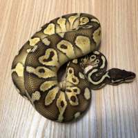 Ball python lesser pastel