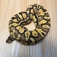 Ball python fire fly pastel