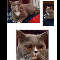 Kucing BSH bicolor Male