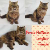 Kucing Cat Persia Flatnos