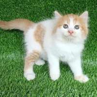 Persian medium kitten