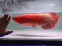 ikan arwana super red 44c