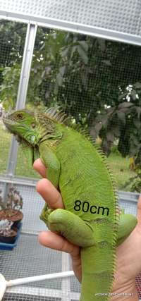 iguana green Double het
