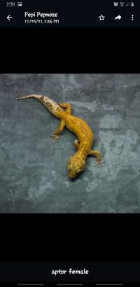 Gecko Adult Proven - Aptor Female