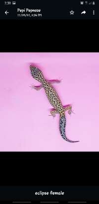 Gecko Adult Proven - Ecli